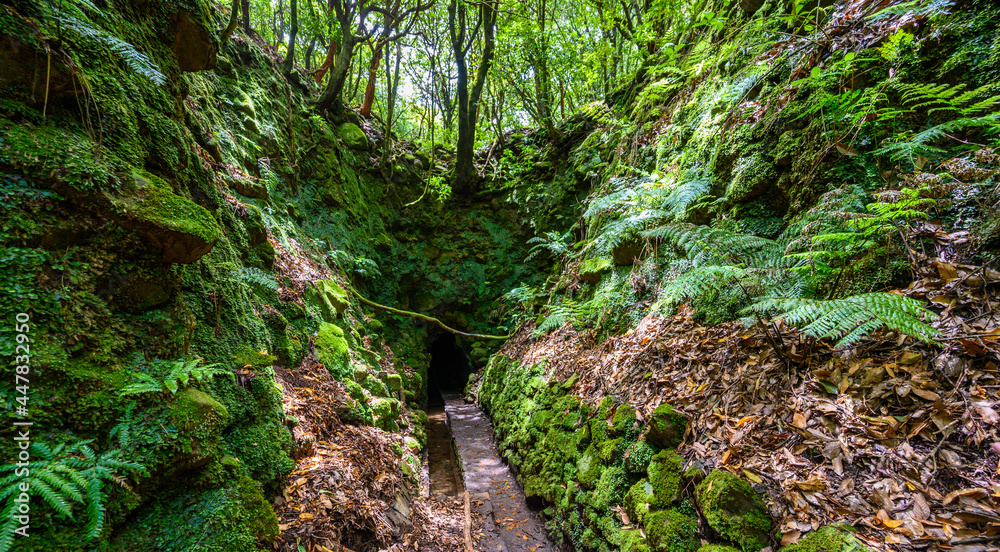 Obraz premium Levada do Caldeirão - hiking path in the forest in Levada do Caldeirao Verde Trail - tropical scenery on Madeira island, Portugal.
