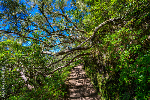 Levada do Caldeirão - hiking path in the forest in Levada do Caldeirao Verde Trail - tropical scenery on Madeira island, Portugal. photo