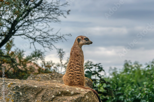 A meerkat standing on a high stone, looking around. A funny meerkat is watching the situation. Close-up from the back. Meerkat against the background of the blue-gray evening sky. Prague Zoo, Czech 