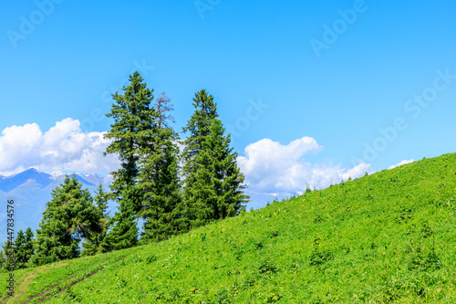 Green tree and mountain in nalati grassland,Xinjiang,China.