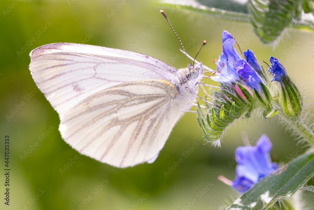 Green-veined white Butterfly - Pieris napi - on viper's bugloss - Echium vulgare
