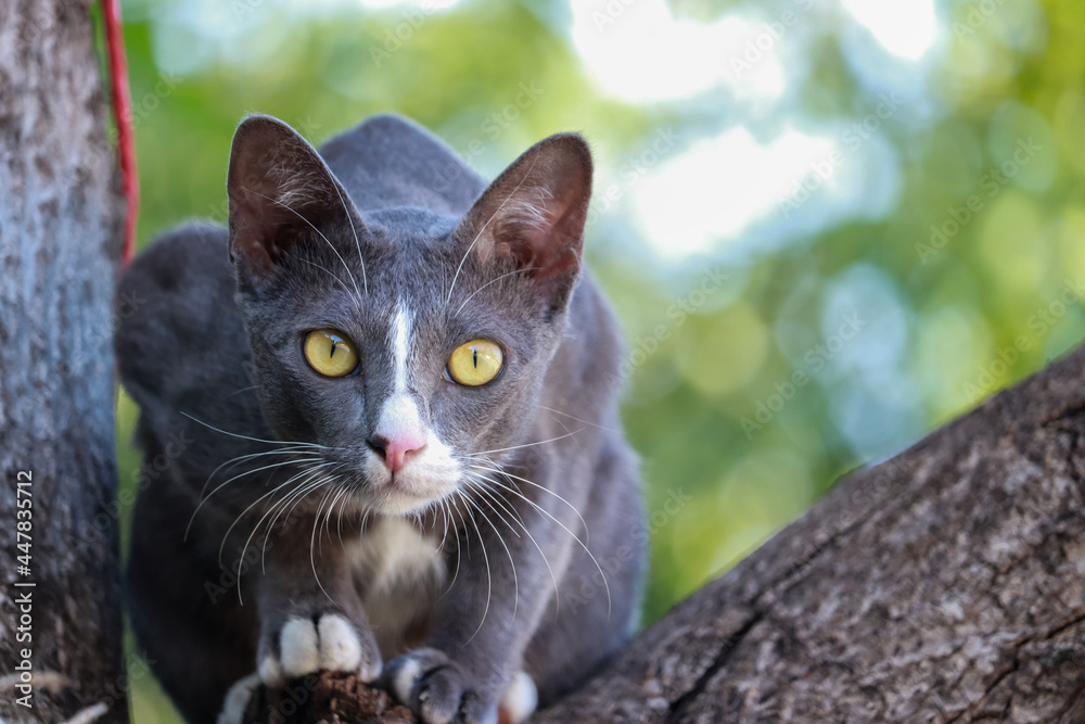 kitten sits on a tree branch