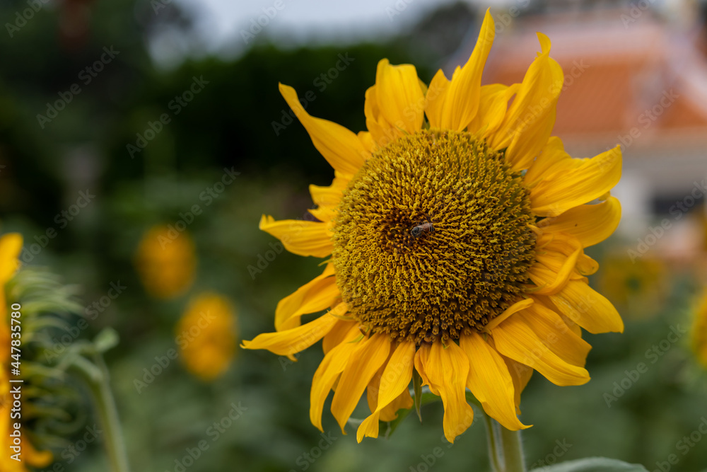 Fototapeta premium Sunflower blooming. Close-up of sunflower