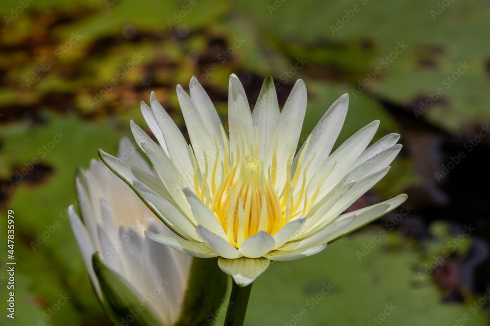 Beautiful white lotus flower with green leaf Beautiful white lotus flower with green leaf