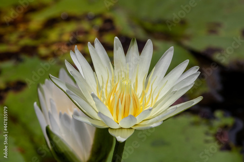 Beautiful white lotus flower with green leaf