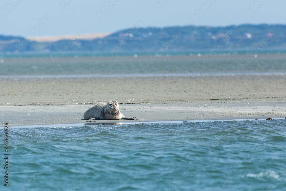 Fototapeta premium Robbe