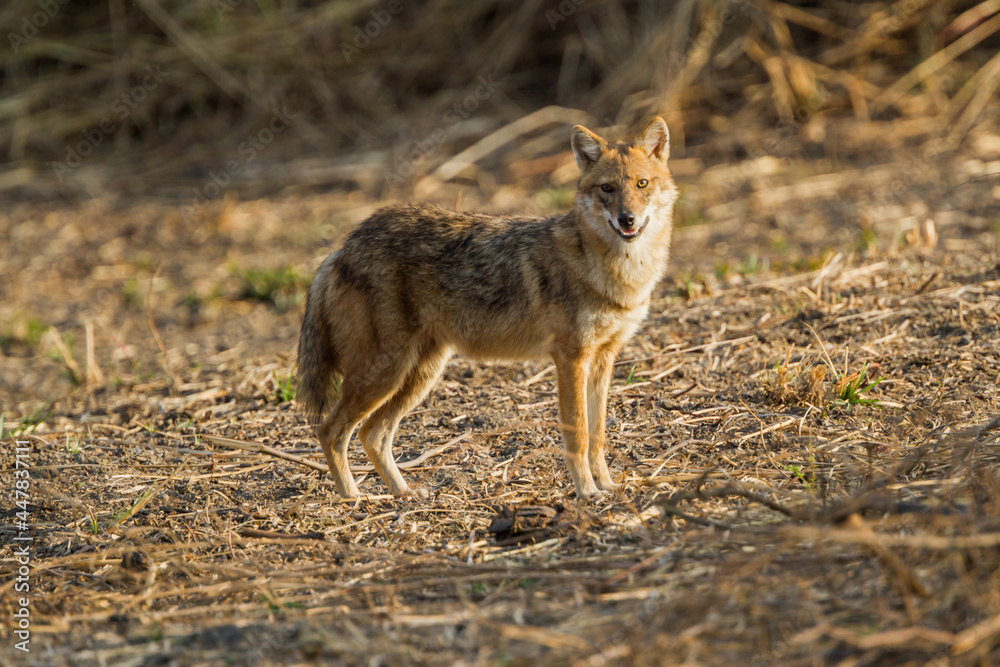 Golden Jackal looking straight into the camera in Bharatpur Bird Sanctuary, India