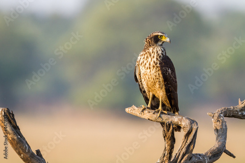 Crester Serpent Eagle, Raptor Bird on dead tree branch in Bharatpur Bird Sanctuary, India
