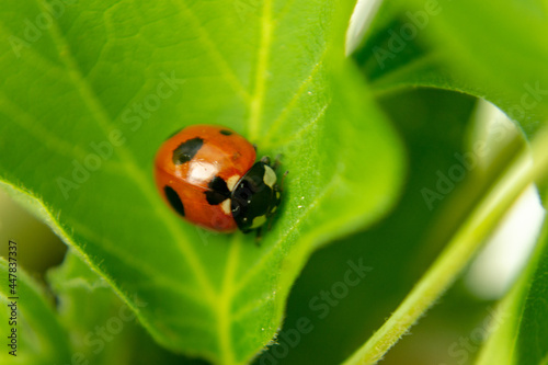 Ladybug sitting on a fresh green grass shallow DoF