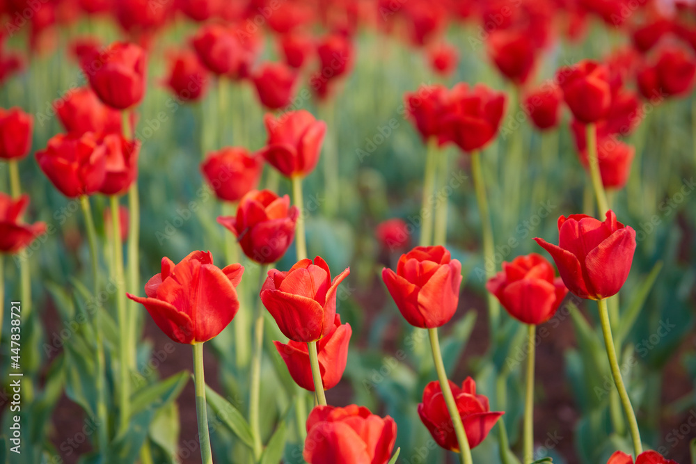 A close view of a large number of blooming red tulips. Beautiful bokeh in the background.