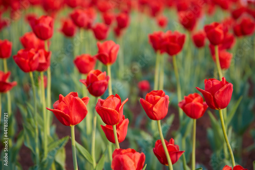 A close view of a large number of blooming red tulips. Beautiful bokeh in the background. © PF-Images