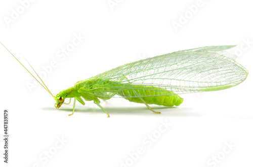 Close-up of a insect Green Lacewing isolated on white