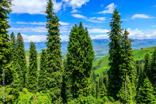 Green tree and mountain in nalati grassland,Xinjiang,China.