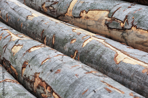 Fototapeta Naklejka Na Ścianę i Meble -  Background of beechwood, firewood stack