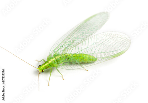 Close-up of a insect Green Lacewing isolated on white