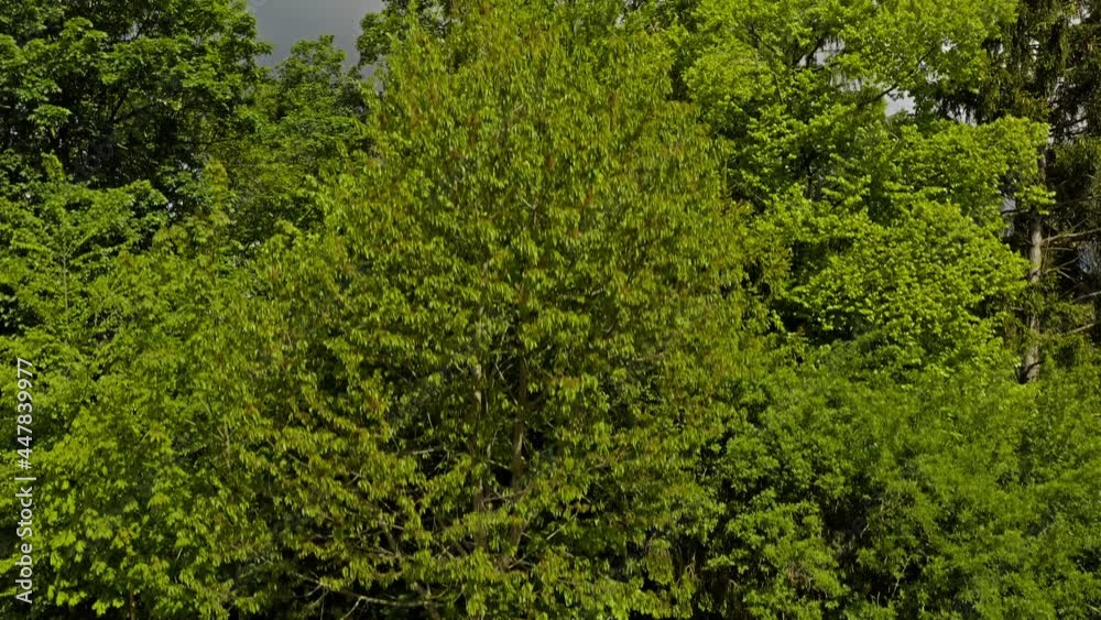 Crane shot starting behind some trees with a bench, raising up to reveal a beautiful wide field of yellow rapeseed plants, Crane shot starting behind some trees with a bench, raising up to reveal a beautiful wide field of yellow rapeseed plants,