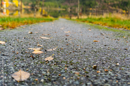 autumn leaves on the road