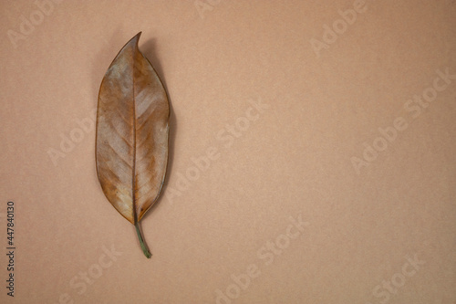 Dry leaf of magnolia close-up on a beige background. Top view, place for text.