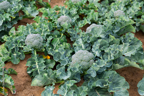 Broccoli row growing on the field photo