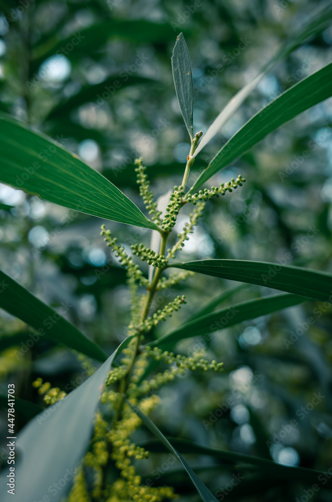 Fototapeta premium Green leaves