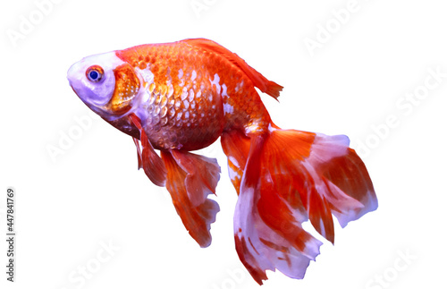 Golden fish in aquarium.