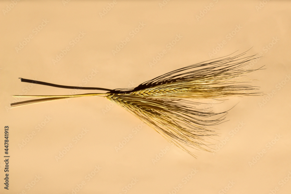 Two spikelets of ripe golden wheat on a beige background with a hard shadow Two spikelets of ripe golden wheat on a beige background with a hard shadow