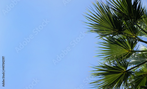 palm leaves branches on blue sky background © Екатерина Клищевник