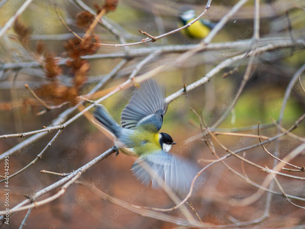 Fototapeta premium Cute bird Great tit, songbird sitting on a branch without leaves in the autumn or winter.