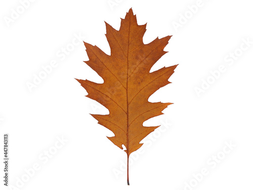 Yellow-red dried autumn oak leaf, isolated on a white background. photo