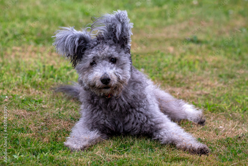 Hungarian Pumi dog