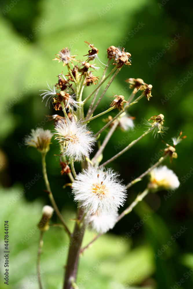 Petasites albus seeds Petasites albus seeds