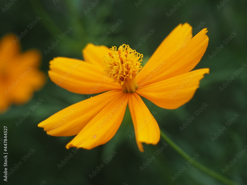 Cosmos Yellow flower or Cosmos Sulphureus is a flowering plant that comes from Mexico and belongs to the Cosmos family. This plant is also a natural habitat for the insect Anagrus nilaparvatae. Cosmos Yellow flower or Cosmos Sulphureus is a flowering plant that comes from Mexico and belongs to the Cosmos family. This plant is also a natural habitat for the insect Anagrus nilaparvatae.