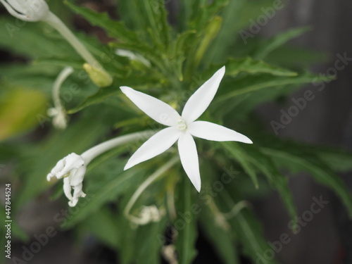 White Wild Flower