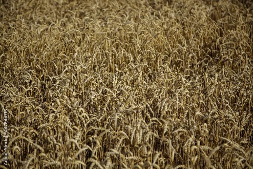 Wheat in a cereal field Wheat in a cereal field