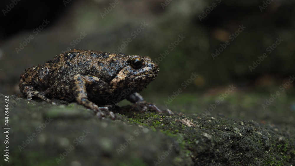 Kaloula baleata or Indonesian Narrowmouth frog Kaloula baleata or Indonesian Narrowmouth frog