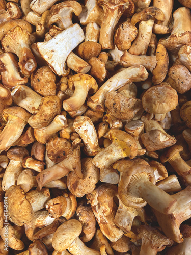 Background of many fresh ripe yellow mushrooms close up. Top view. Flat lay. Autumn harvest. Food backgrounds