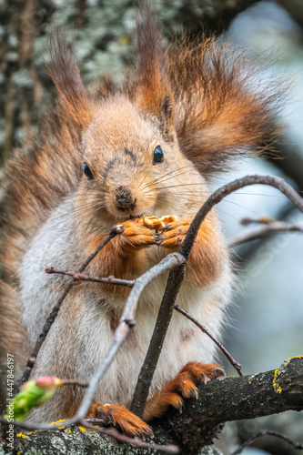 The squirrel with nut sits on a branches in the spring or summer.