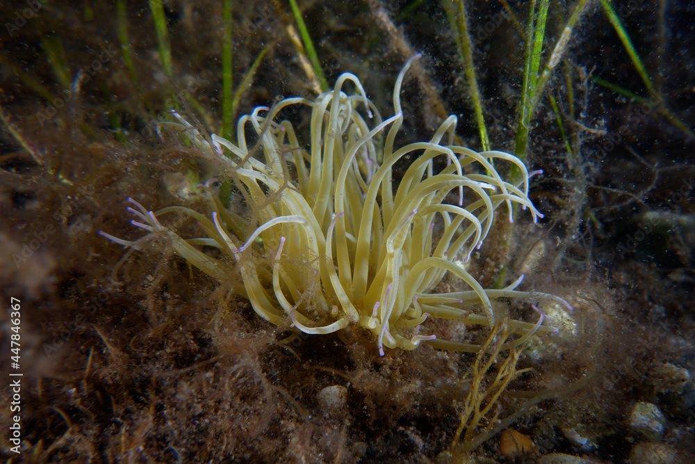 Obraz premium Snakelocks anemone (Anemonia viridis)