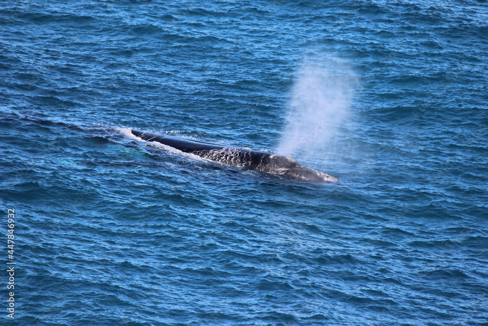 Naklejka premium Magnificent Whale spraying water