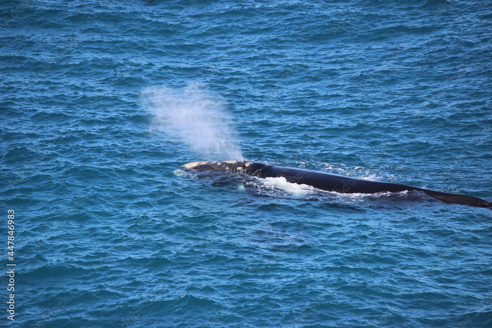 Fototapeta premium Magnificent Whale spraying water