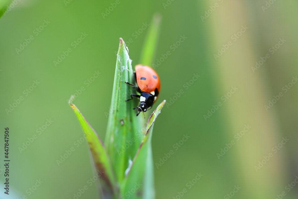 Red ladybug sitting on a green leaf on a sunny summer day. Close-up, close-up, shallow depth of field. Blurred background