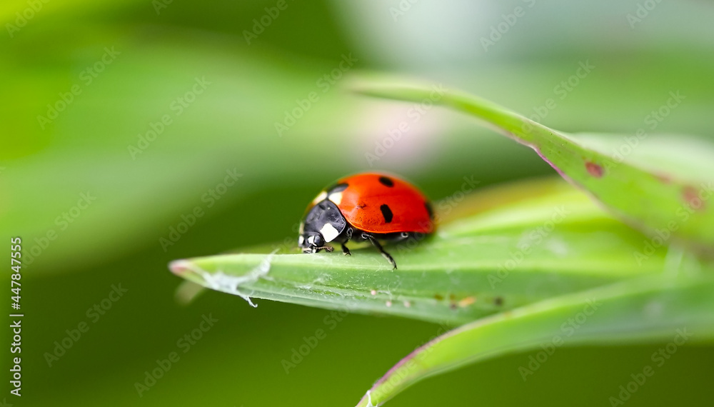 Red ladybug sitting on a green leaf on a sunny summer day. Close-up, close-up, shallow depth of field. Blurred background Red ladybug sitting on a green leaf on a sunny summer day. Close-up, close-up, shallow depth of field. Blurred background