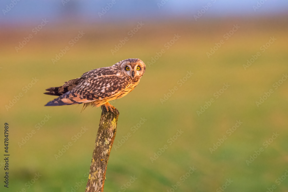 Short-eared owl (Asio flammeus) perched at sunset Short-eared owl (Asio flammeus) perched at sunset