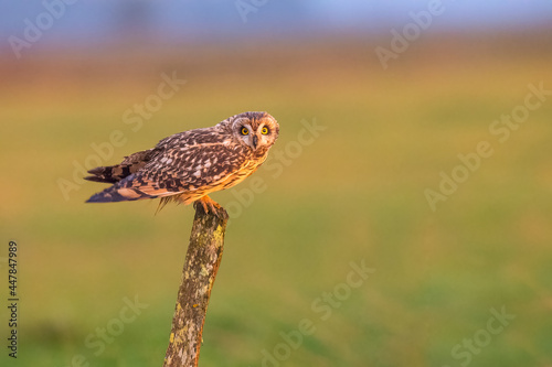 Short-eared owl  Asio flammeus  perched at sunset