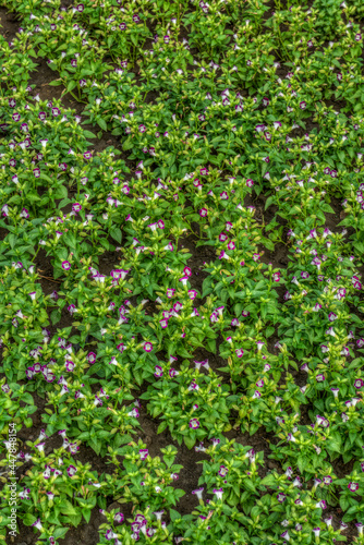 Torenia fournieri flowers field
