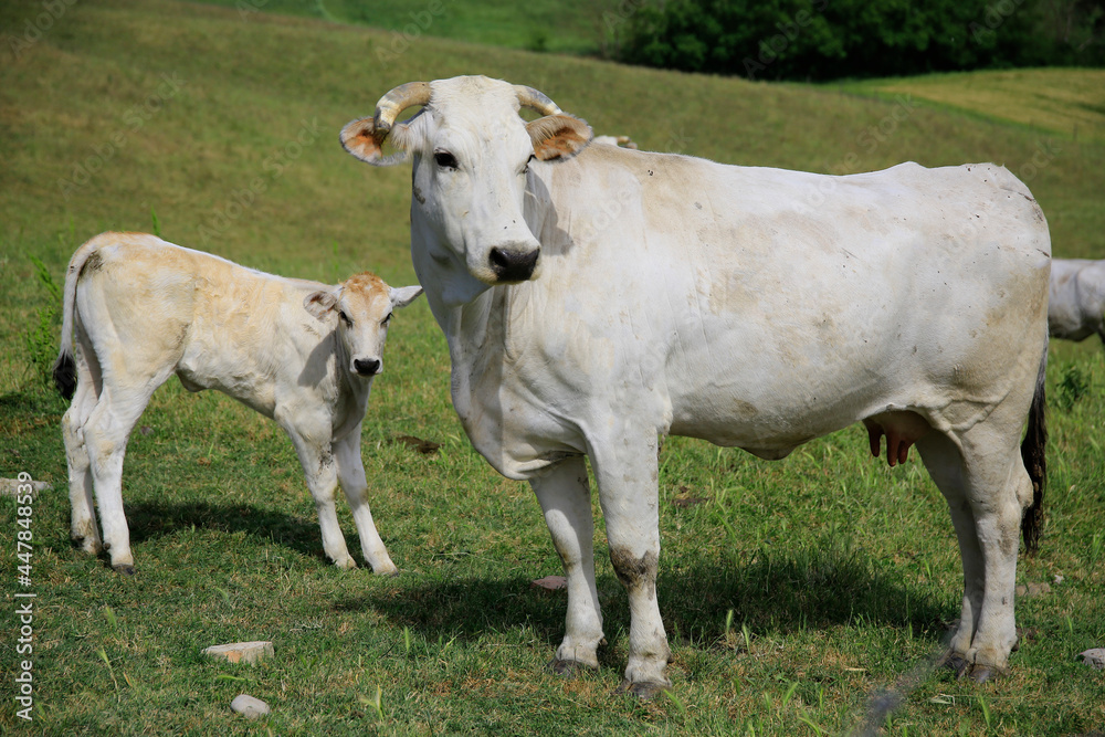 Maremmaner Rind, Muttertier mit Kalb, südliche Toskana, Italien, Europa Maremmaner Rind, Muttertier mit Kalb, südliche Toskana, Italien, Europa