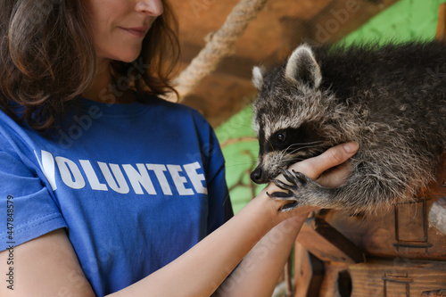 Obraz na plátně Volunteer with cute raccoon in animal shelter, closeup