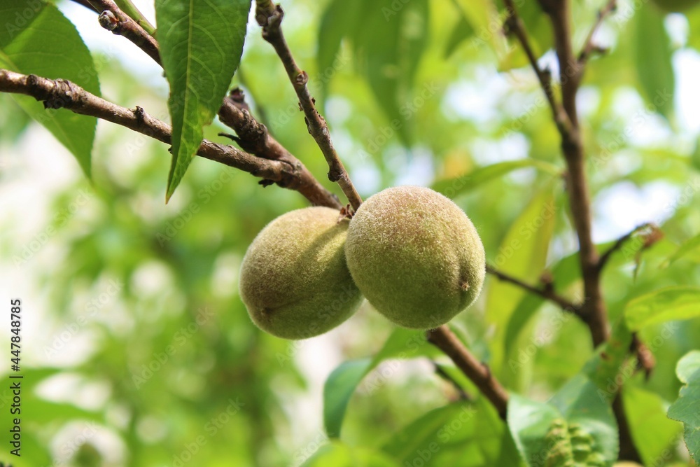 Two ripe peaches Two ripe peaches