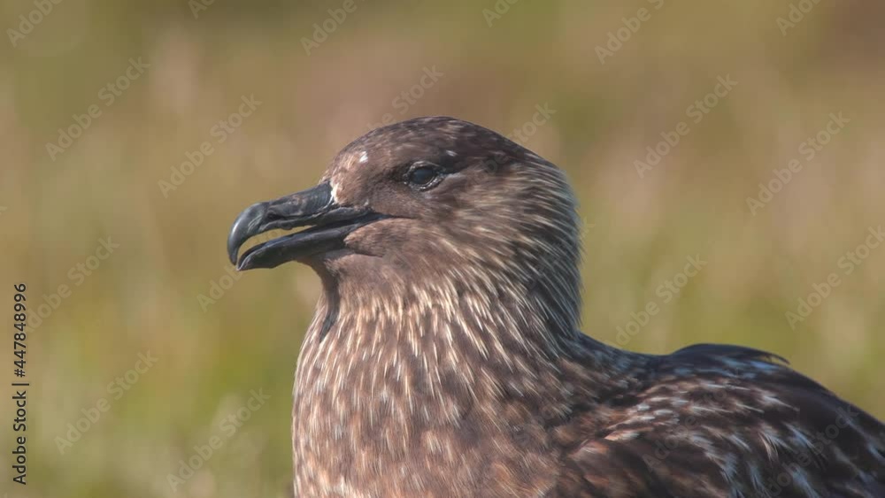 great skua bird portrait close view open beak side view runde west coast norway great skua bird portrait close view open beak side view runde west coast norway