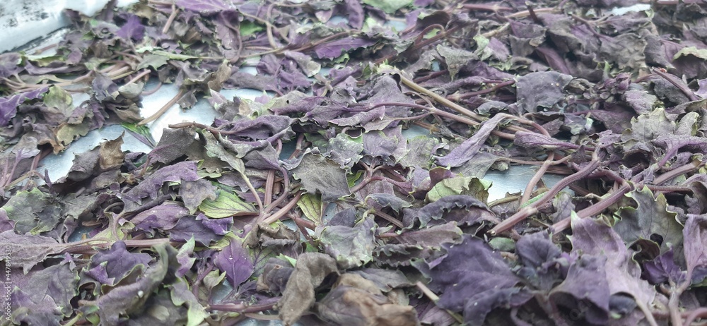 natural basil dried in the sun to make spices. natural basil dried in the sun to make spices.